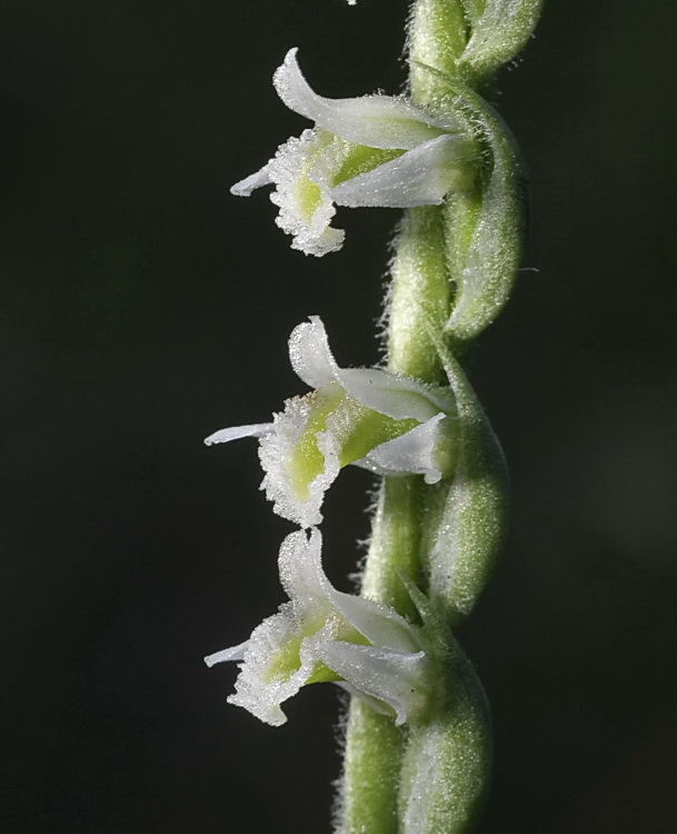 Spiranthes spirales dalle colline chiantigiane